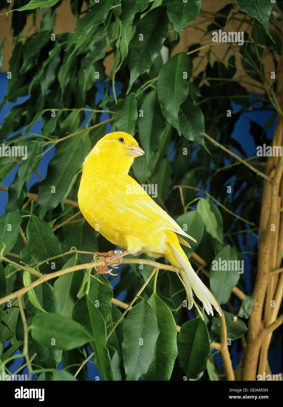 Yellow Canary, Serinus canaria domestica Stock Photo