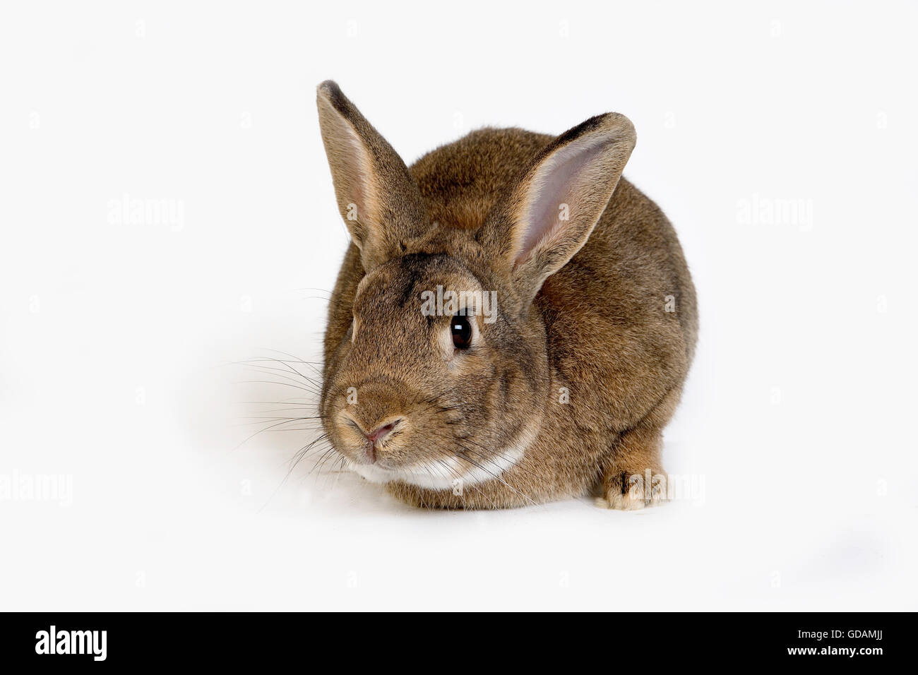 Normandy Domestic Rabbit, Adult against White Background Stock Photo