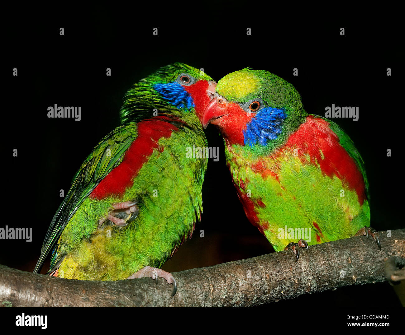 RED-FLANKED LORIKEET charmosyna placentis, MALES SUR UNE BRANCHE Stock Photo
