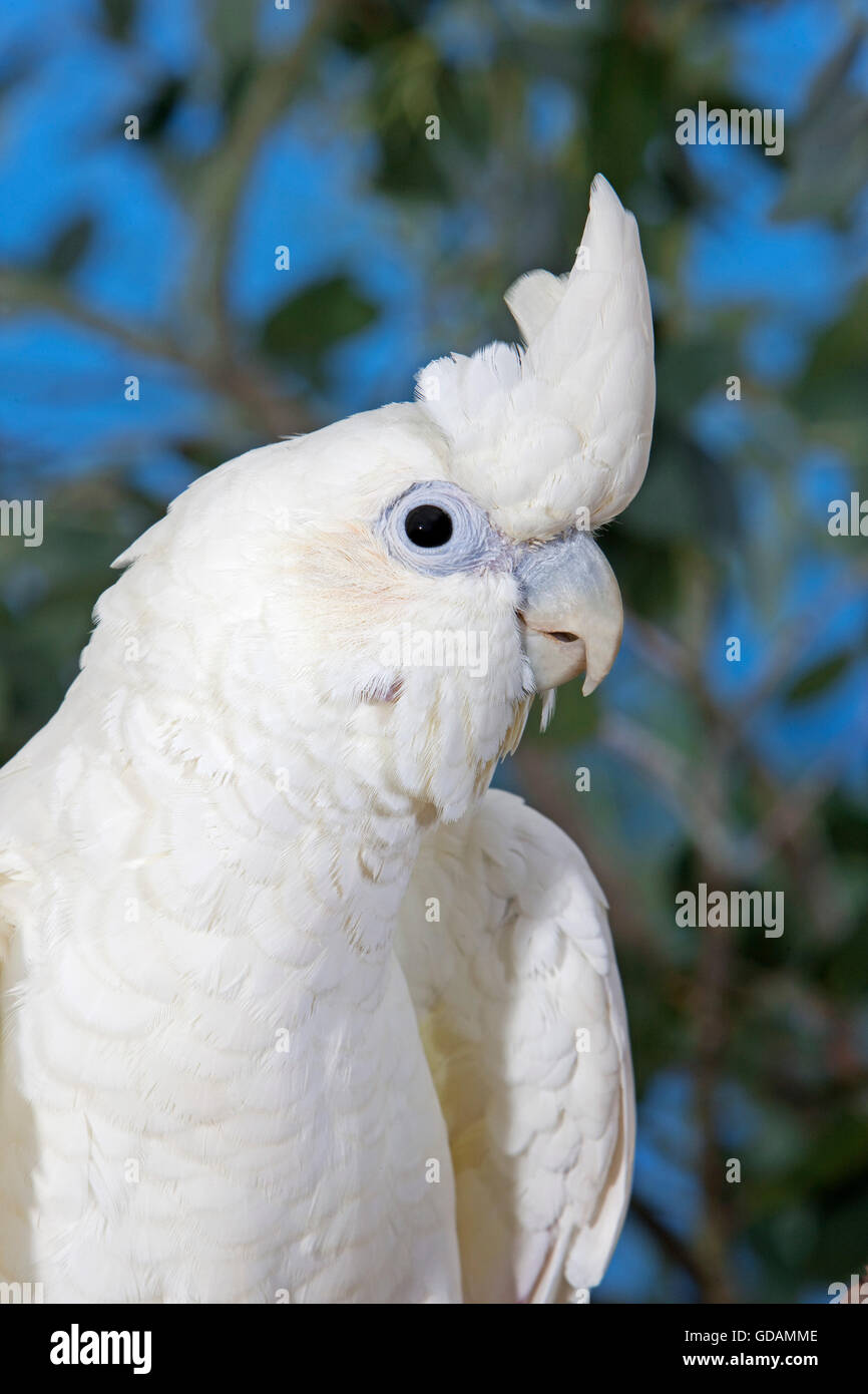 Philippine Cockatoo or Redvented Cockatoo, cacatua haematuropygia