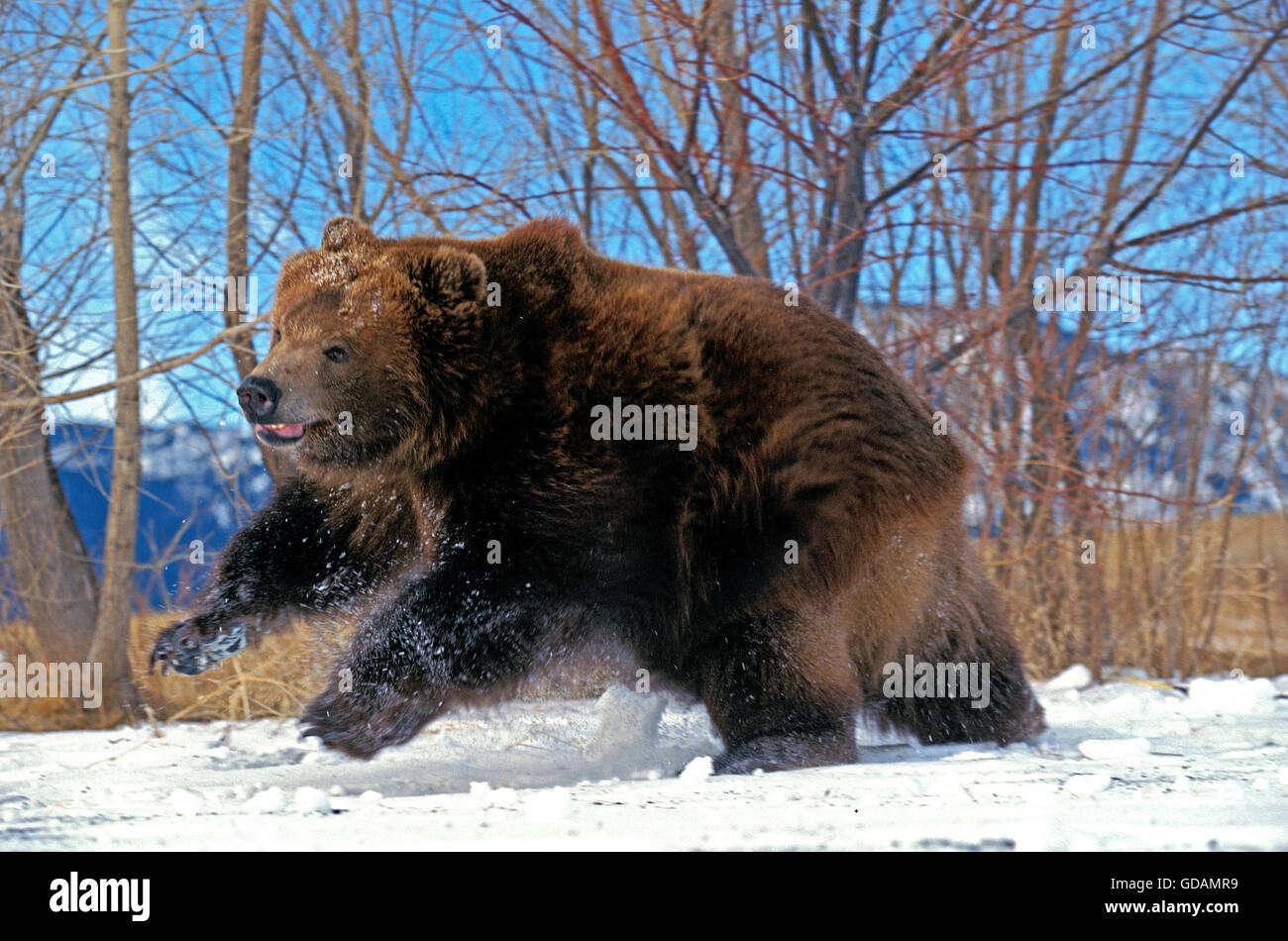KODIAK BEAR ursus arctos middendorffi, ADULT RUNNING ON SNOW, ALASKA