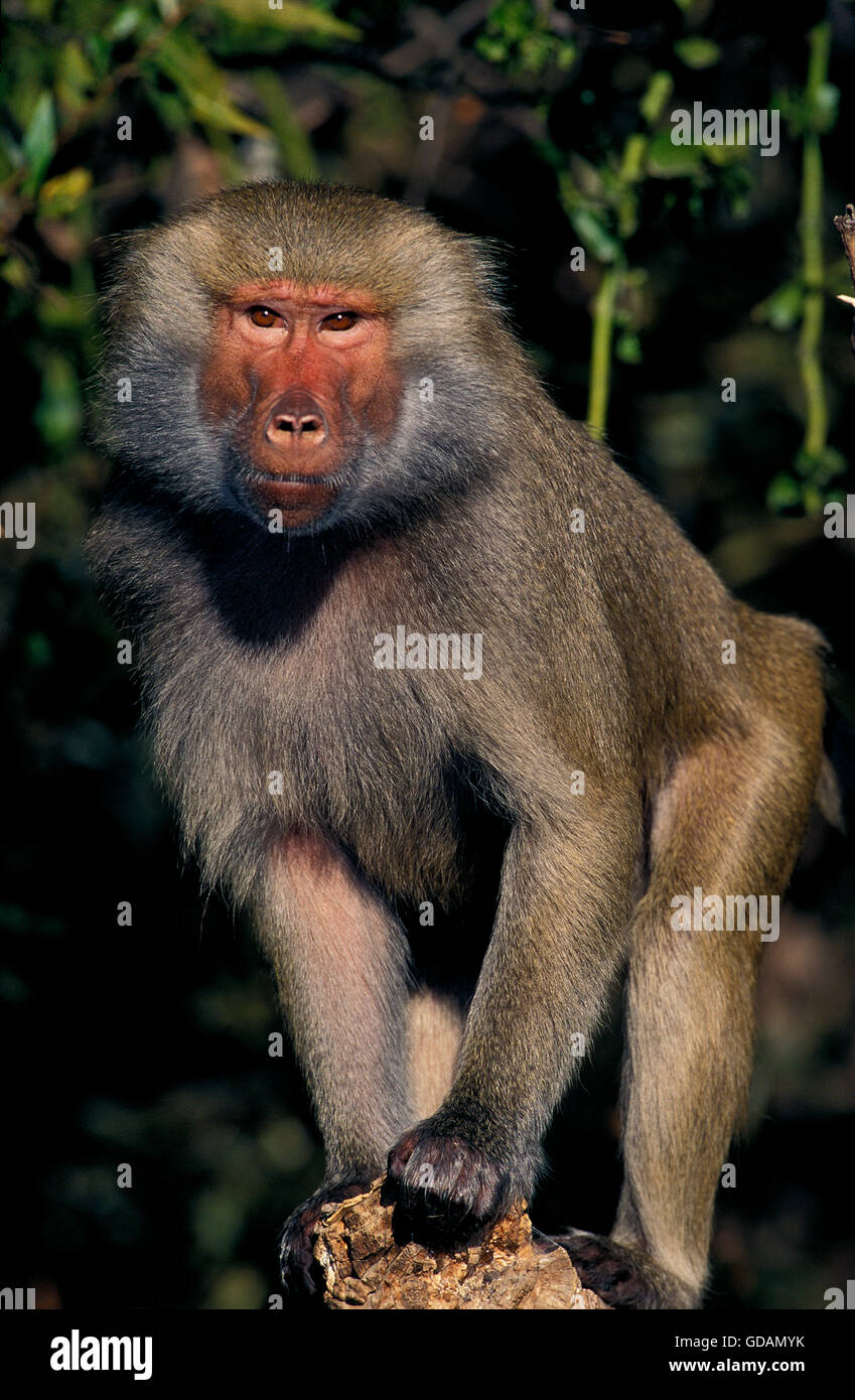 HAMADRYAS BABOON papio hamadryas, ADULT Stock Photo