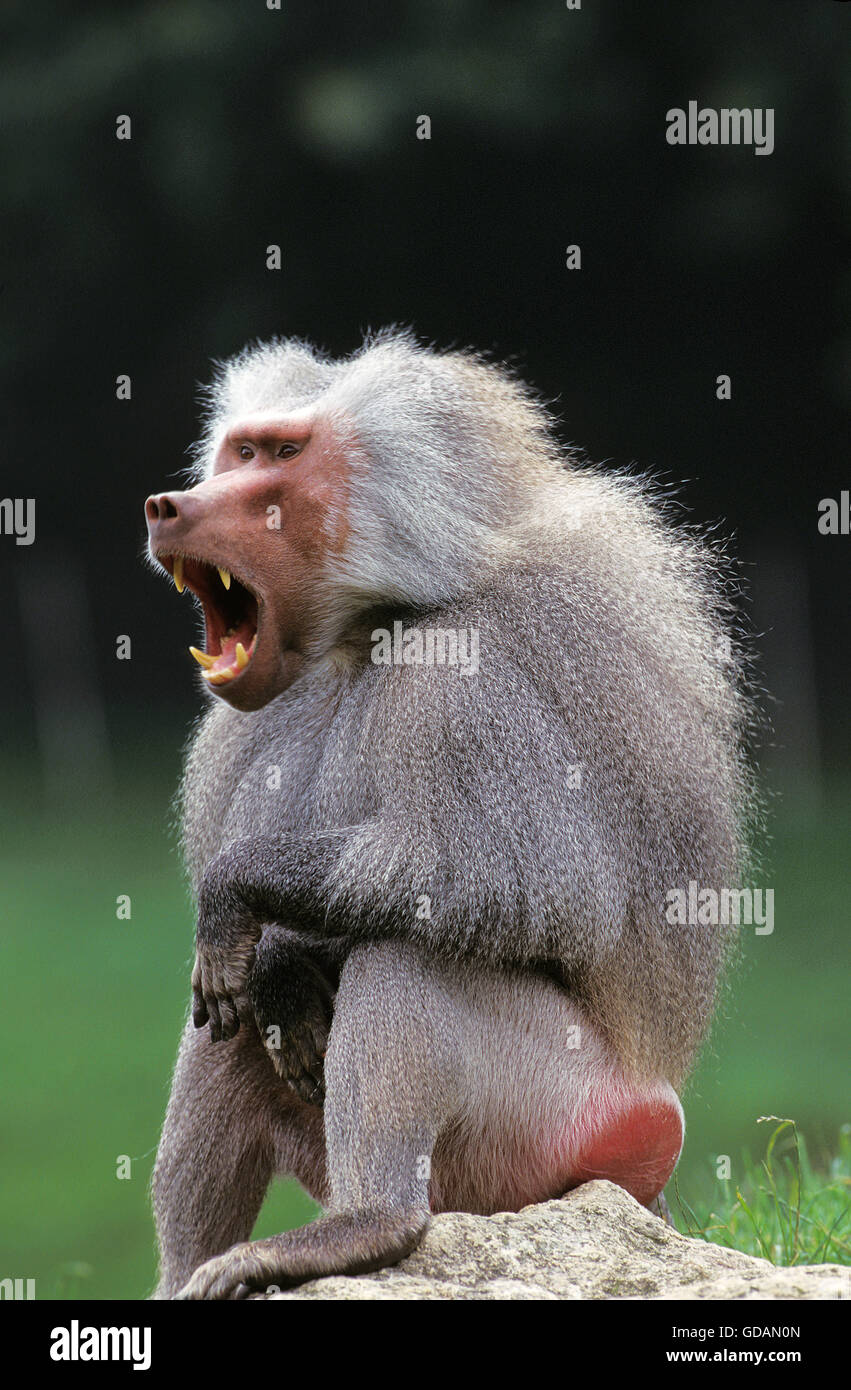 Hamadryas Baboon, papio hamadryas, Male Yawning Stock Photo