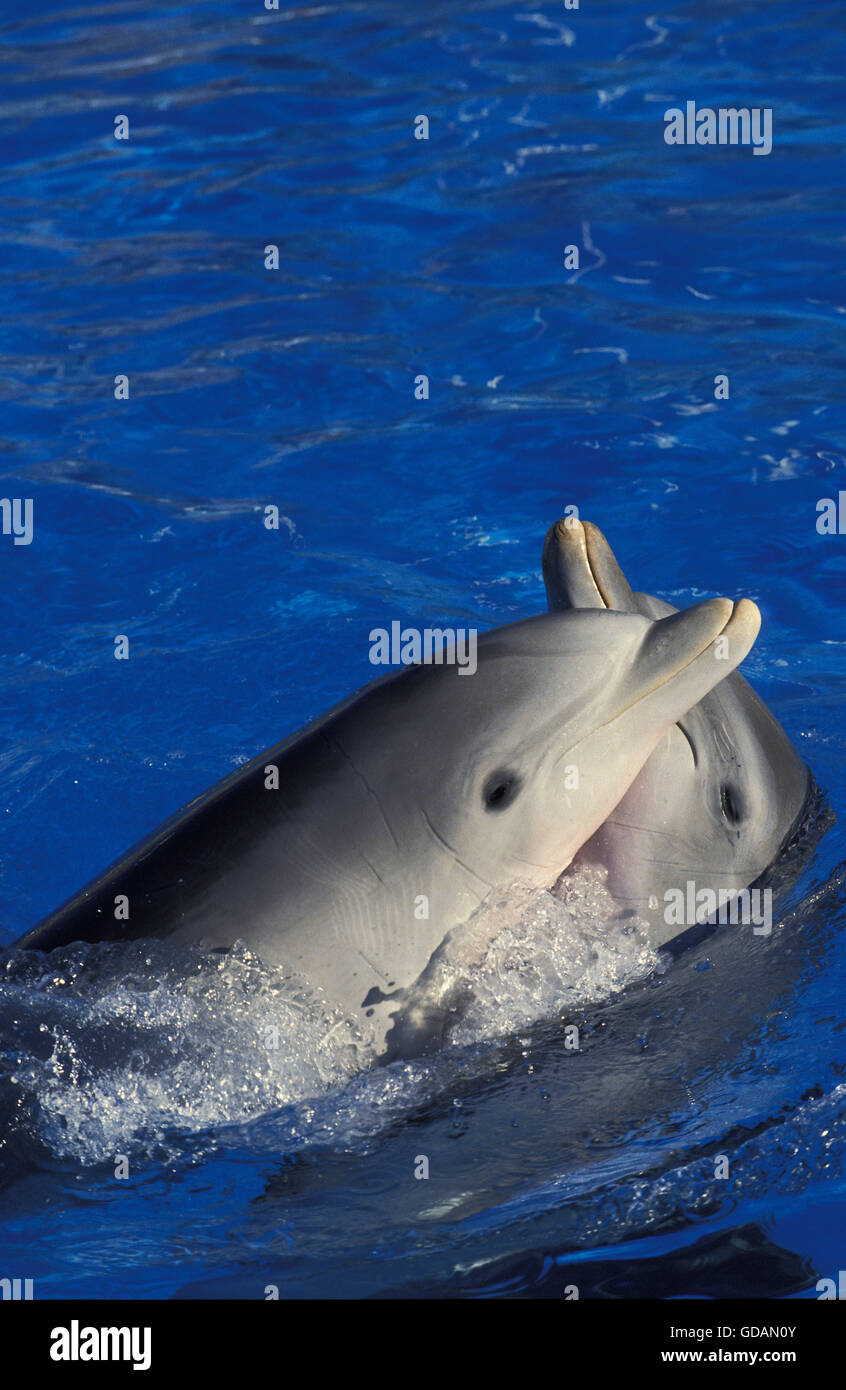 Bottlenose Dolphin, tursiops truncatus, Head of Adults at Surface Stock Photo