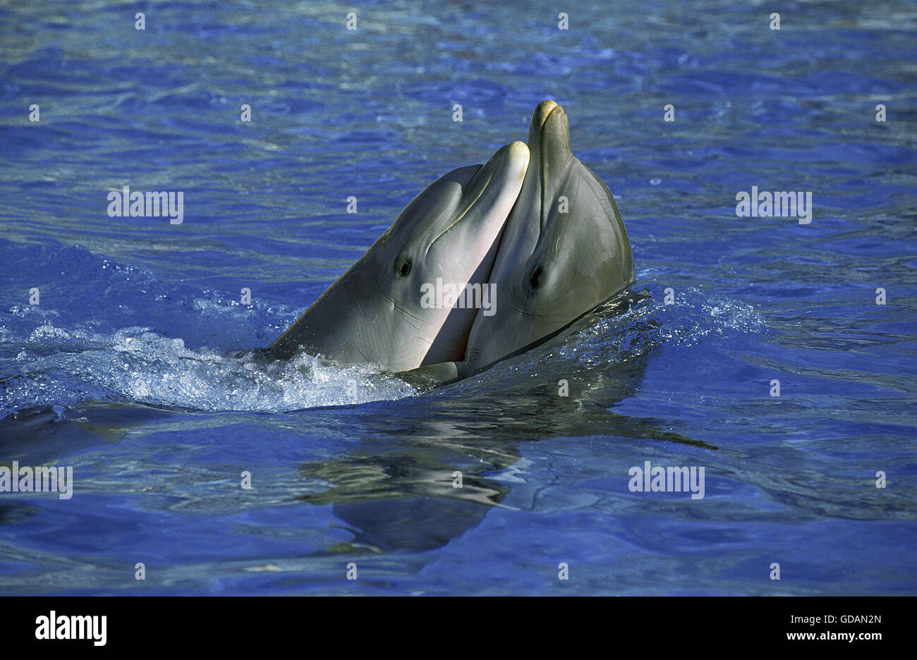 Bottlenose Dolphin, tursiops truncatus, Heads of Adult emerging from Water Stock Photo