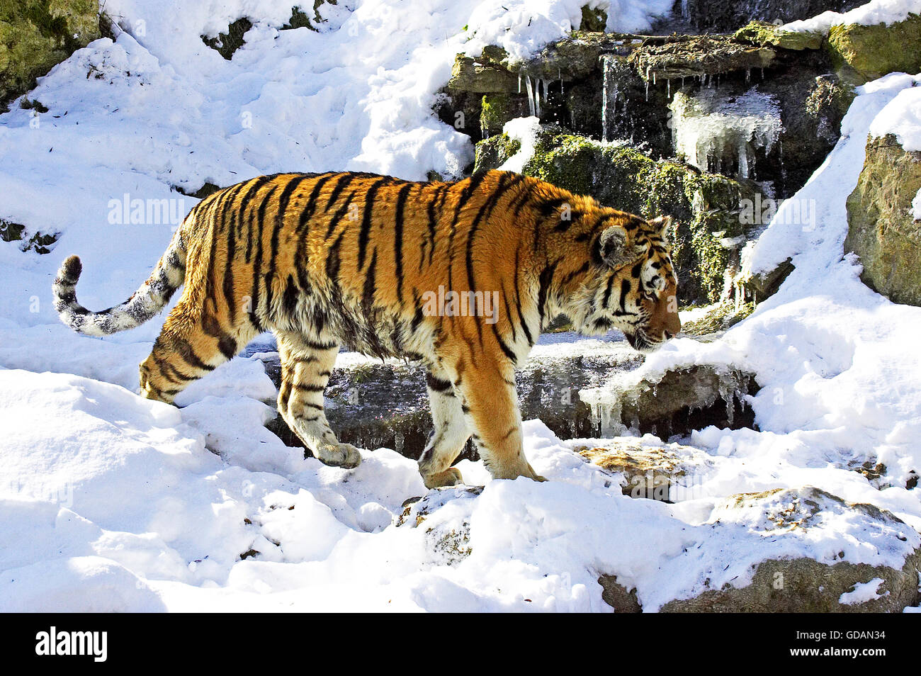 Siberian Tiger, panthera tigris altaica on Snow Stock Photo - Alamy