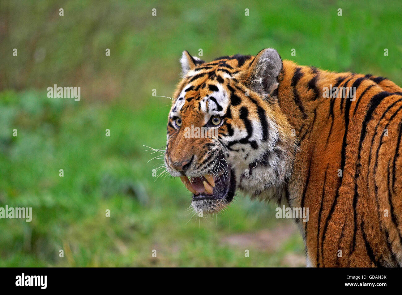 Siberian Tiger, panthera tigris altaica, Portait with open Mouth, Defense Posture Stock Photo
