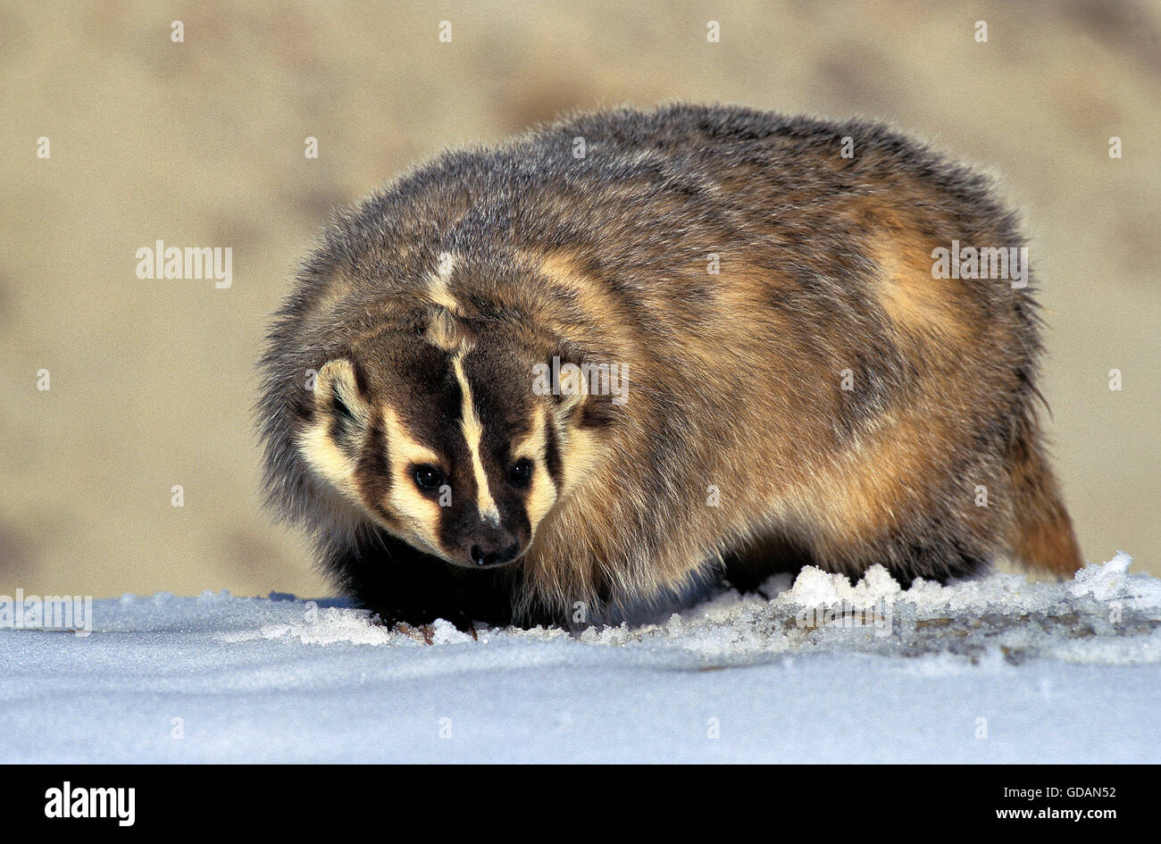 AMERICAN BADGER taxidea taxus, ADULT ON SNOW, CANADA Stock Photo
