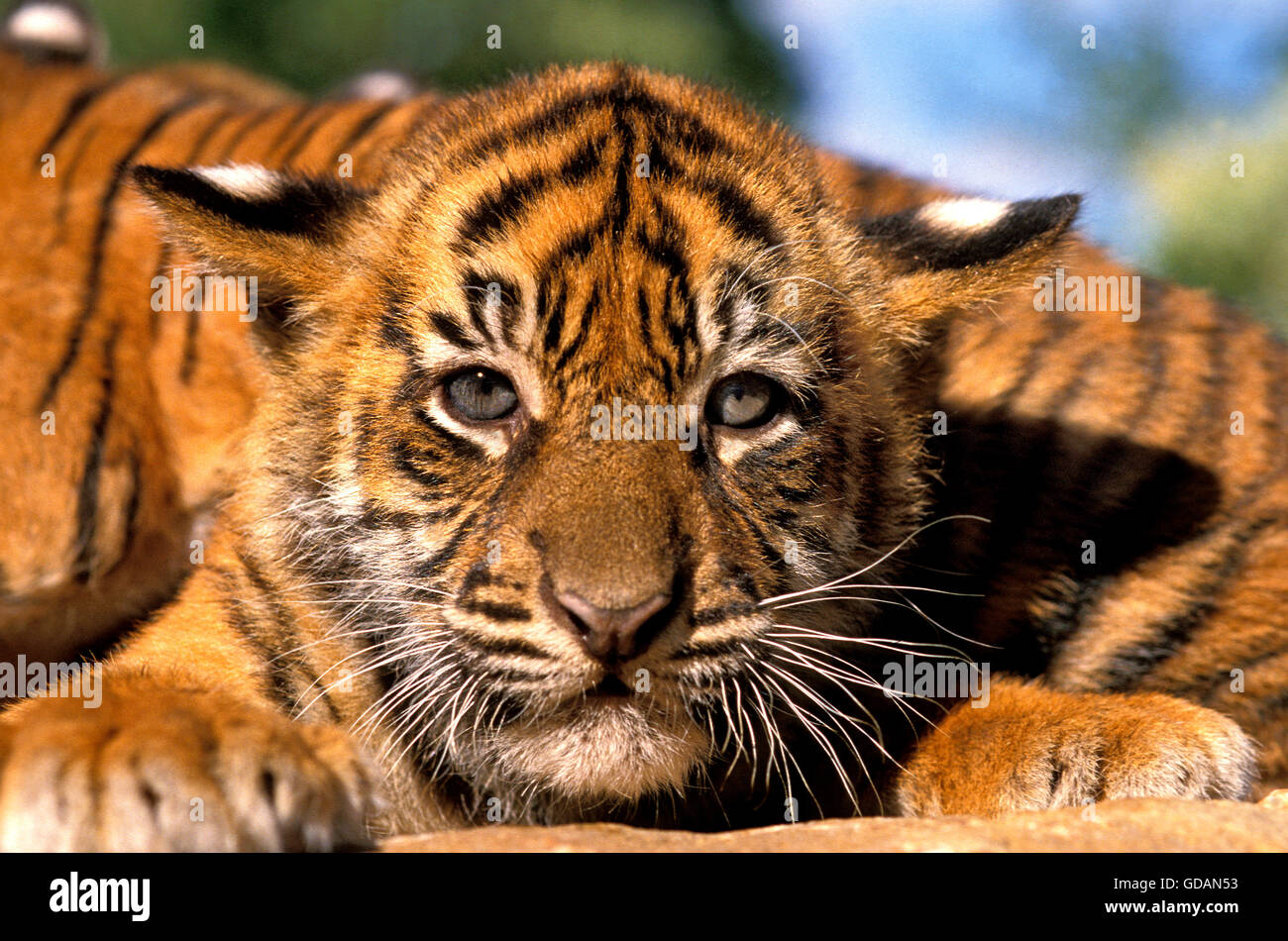 SUMATRAN TIGER panthera tigris sumatrae, PORTRAIT OF CUB Stock Photo
