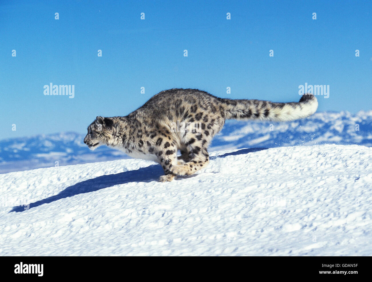 SNOW LEOPARD OR OUNCE uncia uncia, ADULT RUNNING ON SNOW Stock Photo - Alamy