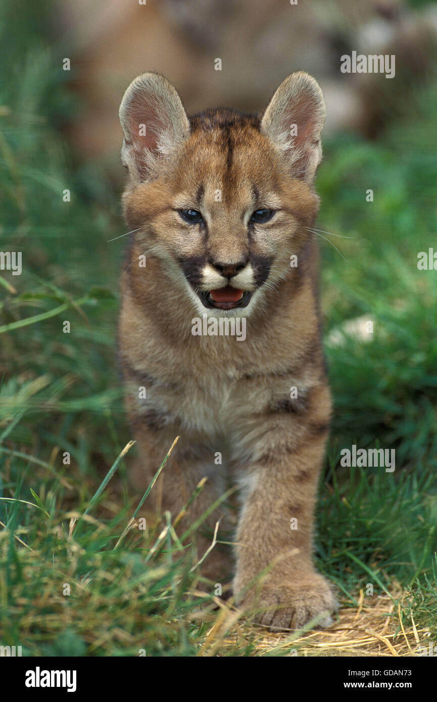 Cougar, puma concolor, Cub on Grass Stock Photo - Alamy