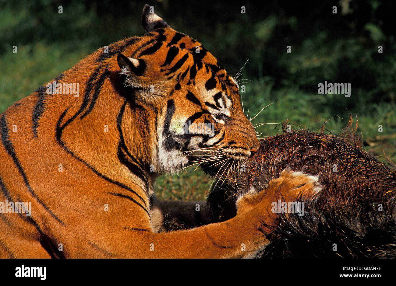 Sumatran Tiger, panthera tigris sumatrae, Adult Eating Prey, a Wildboar Kill Stock Photo
