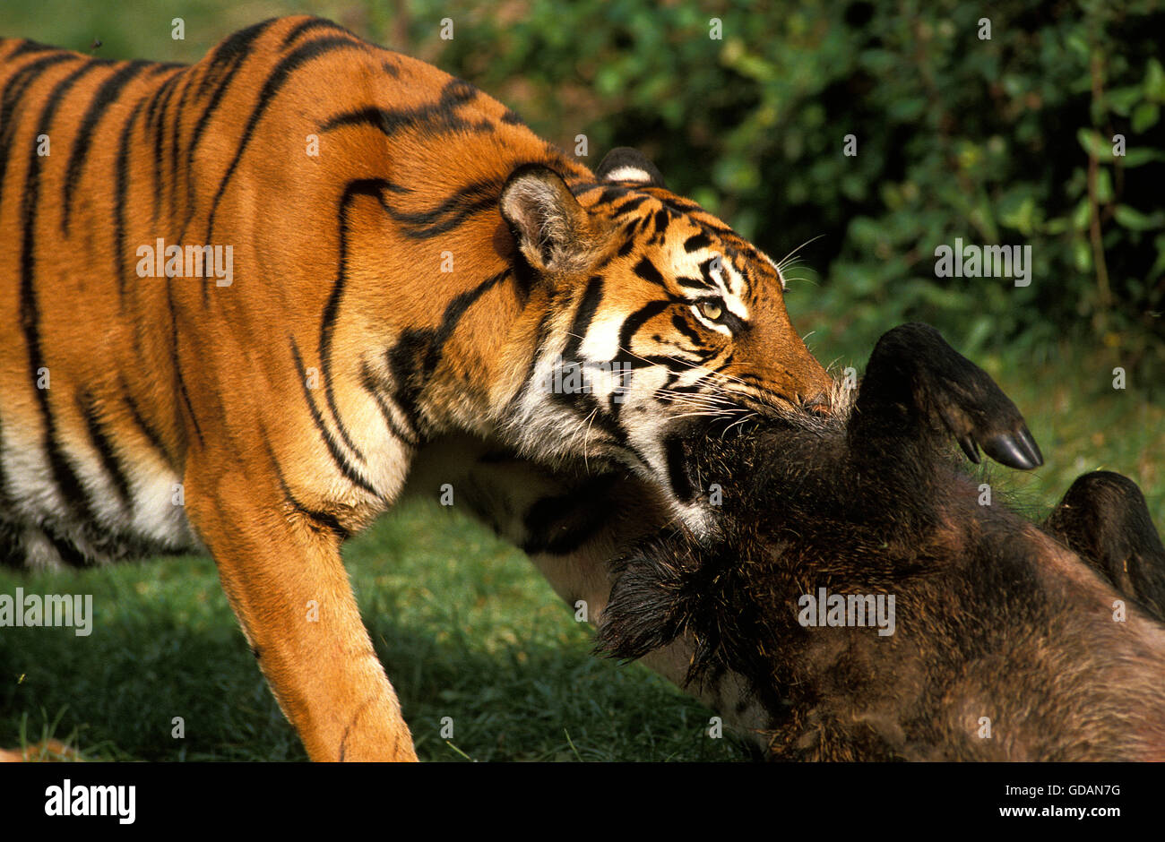 tiger hunting prey