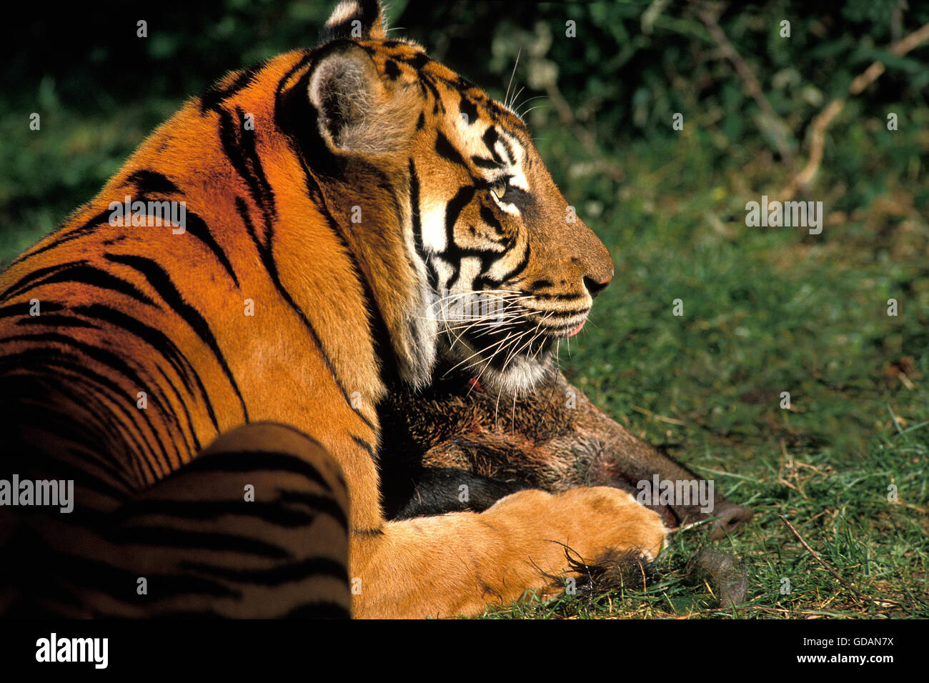 Sumatran Tiger, panthera tigris sumatrae, Adult with a Wildboar Kill Stock Photo