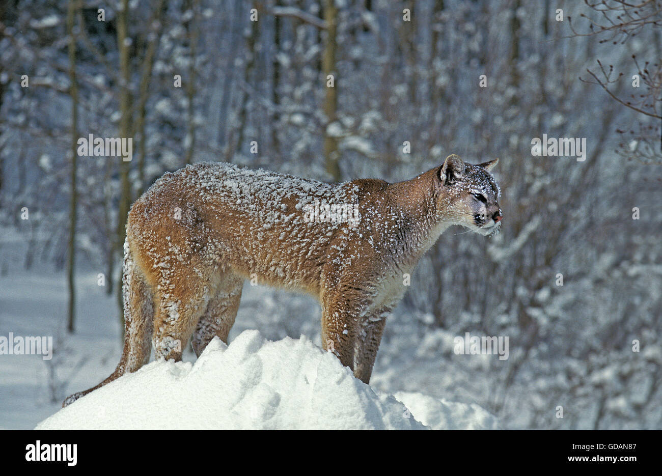 Cougar, puma concolor, Adult on Snow, Montana Stock Photo - Alamy