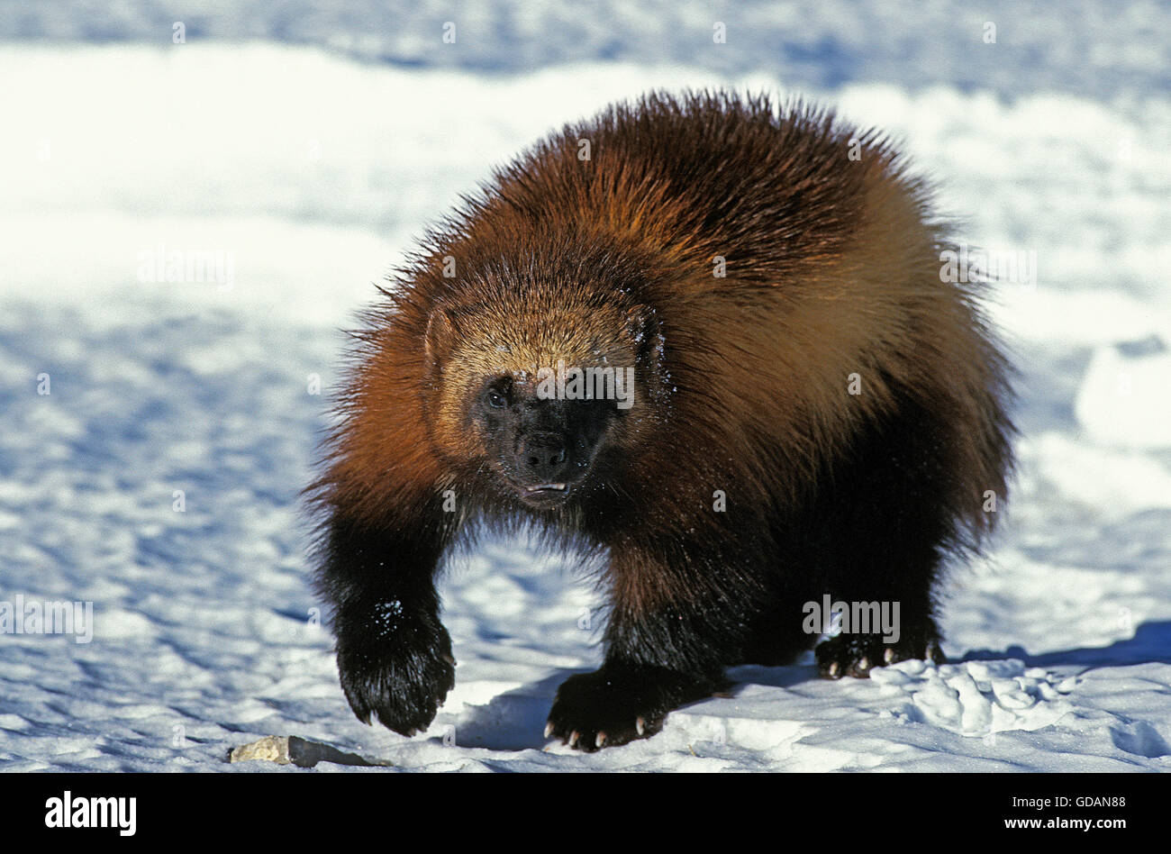 North American Wolverine, gulo gulo luscus, Adult on Snow, Canada Stock