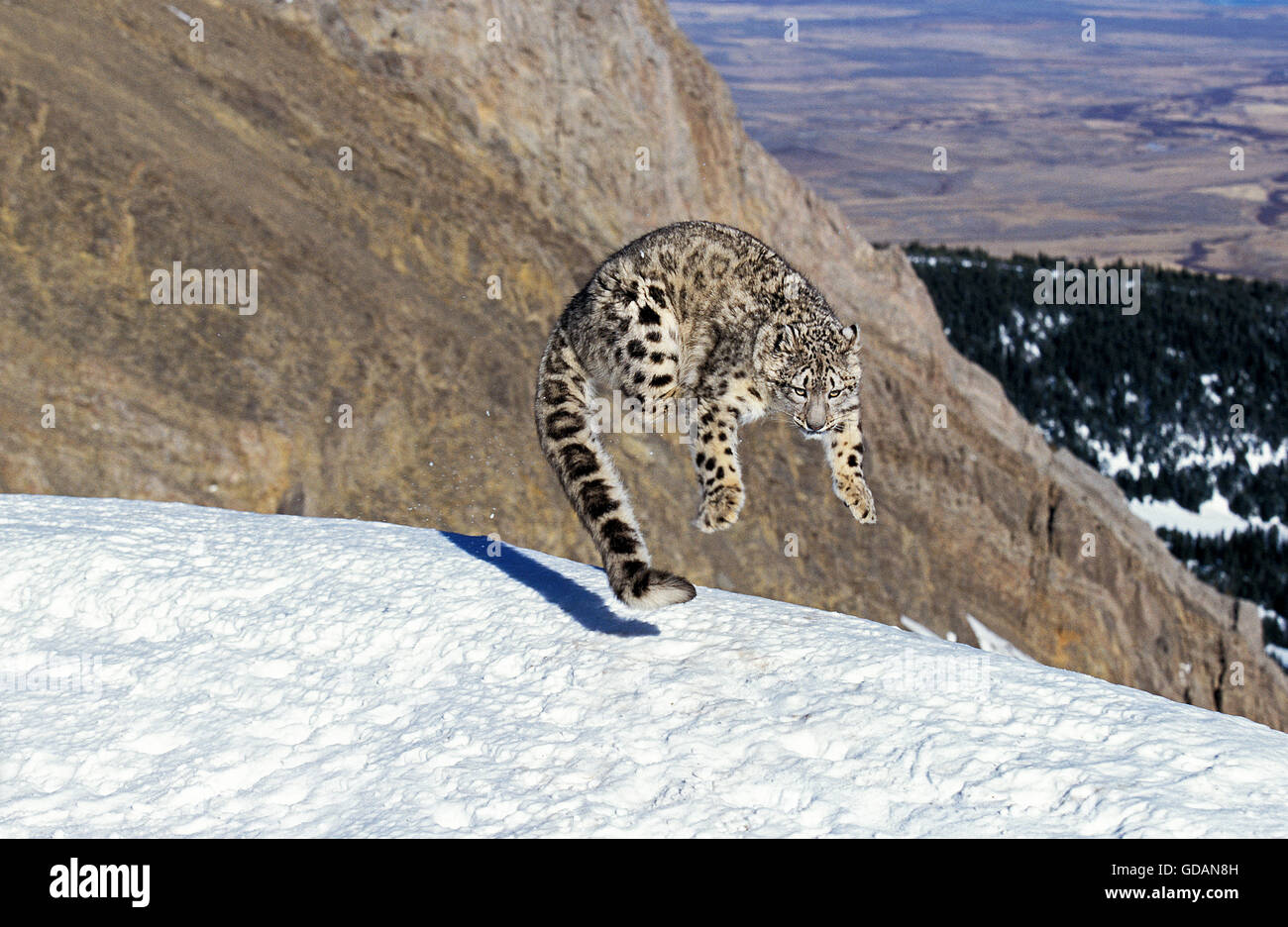Snow Leopard or Ounce, uncia uncia, Adult leaping on Snow Stock Photo