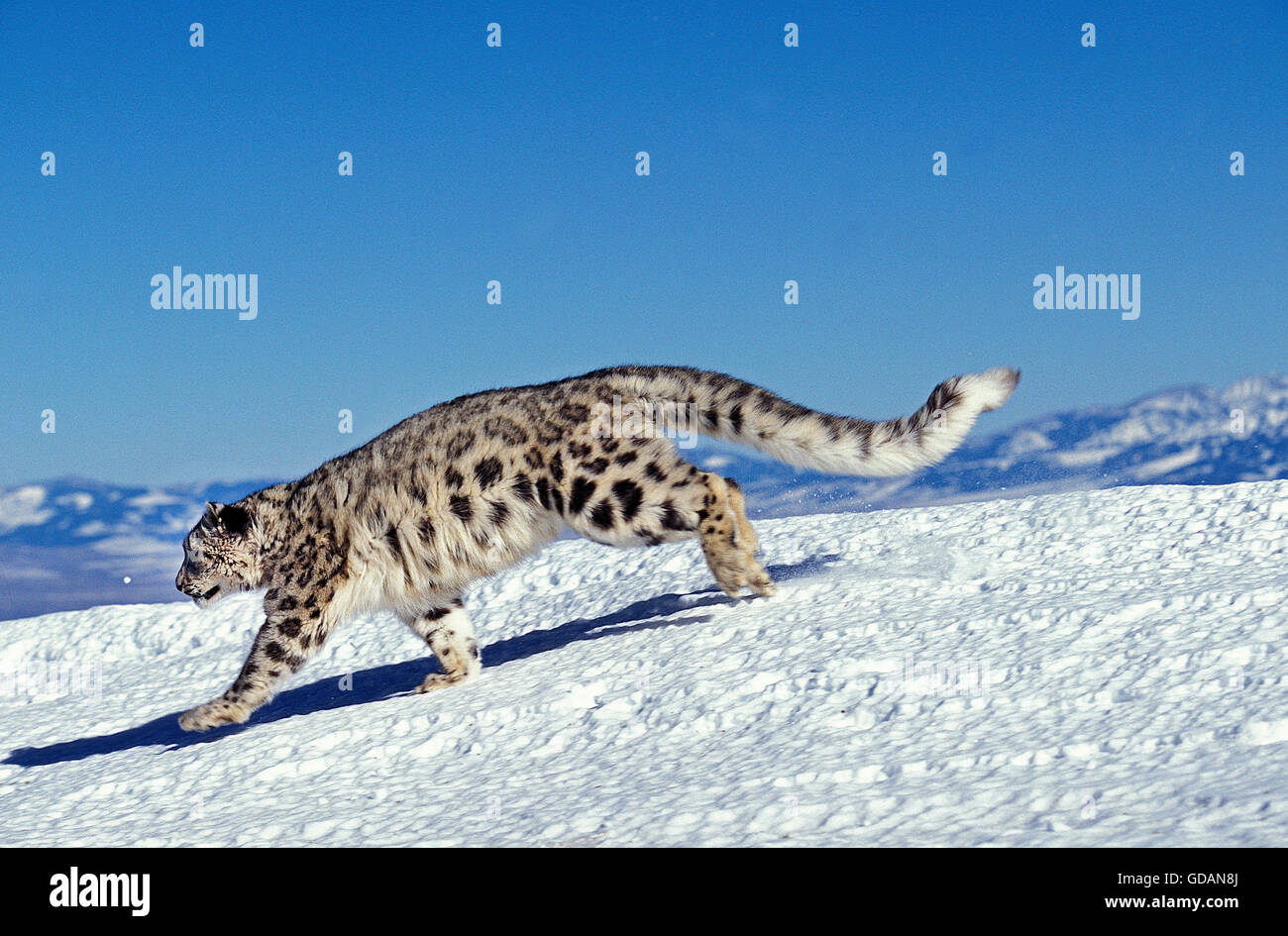 Snow Leopard or Ounce, uncia uncia, Adult running on Snow Stock Photo