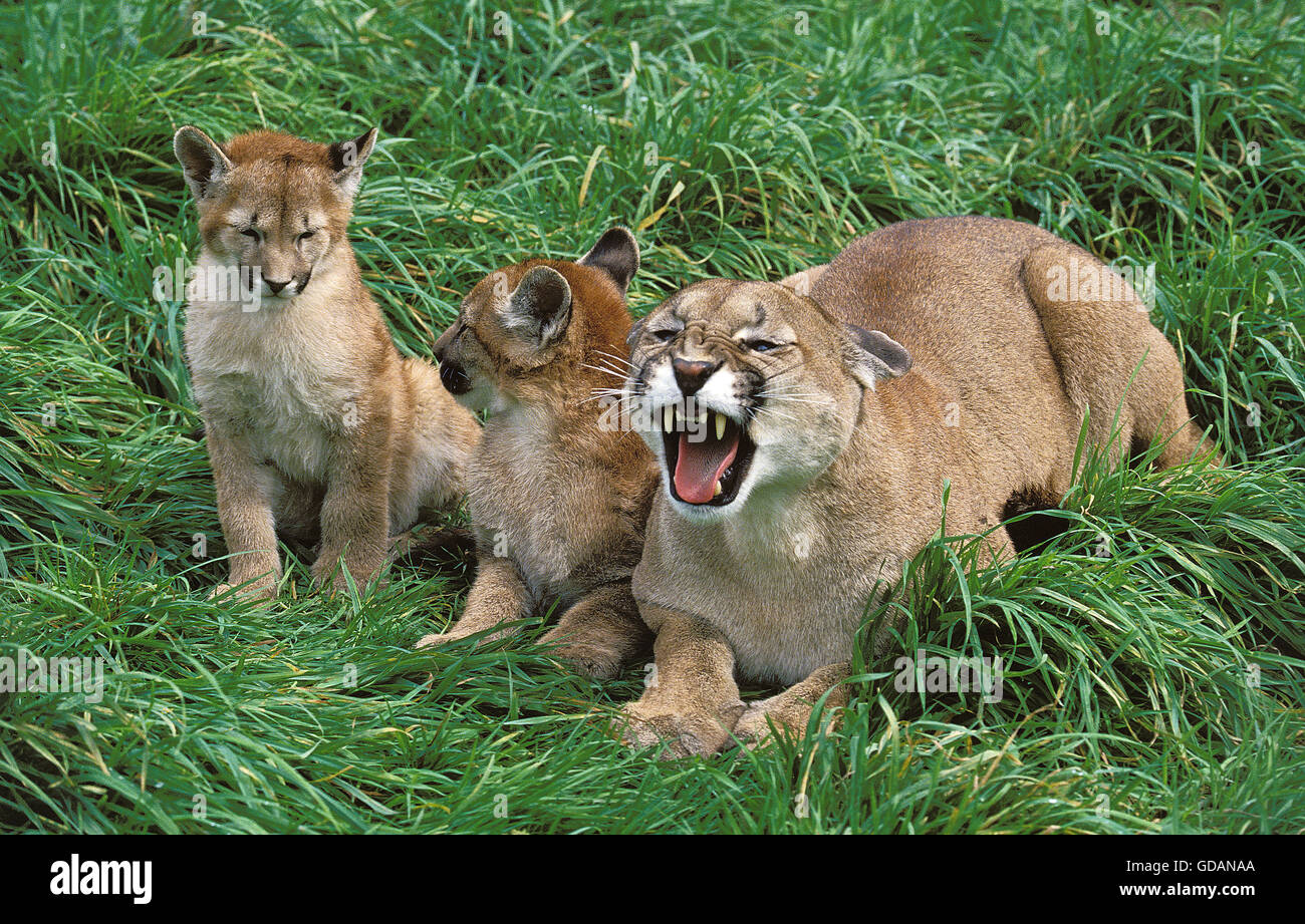 Cougar, puma concolor, Mother snarling with Cub Stock Photo