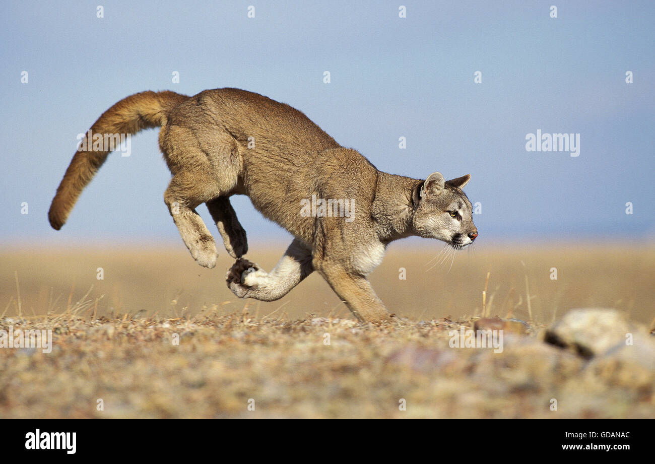 Cougar, puma concolor, Adult running, Montana Stock Photo - Alamy
