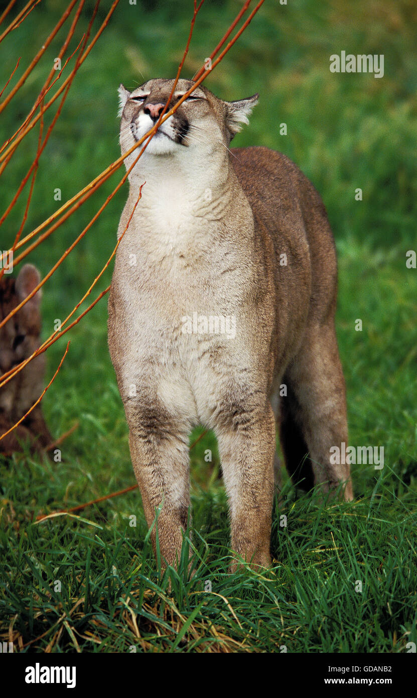 cougar hi-res stock photography and images - Page 22 - Alamy