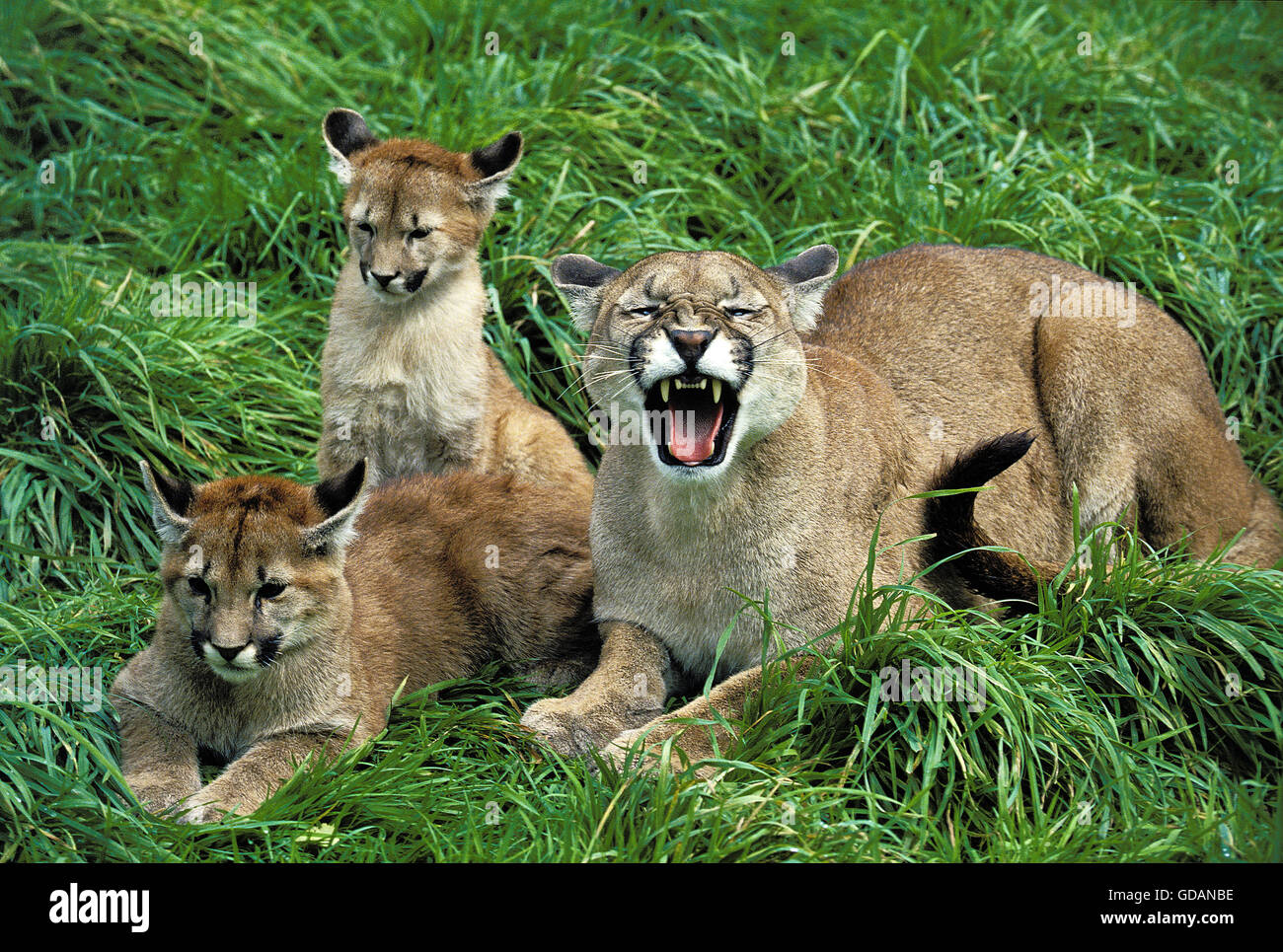 cougar-puma-concolor-female-snarling-protecting-cub-GDANBE.jpg
