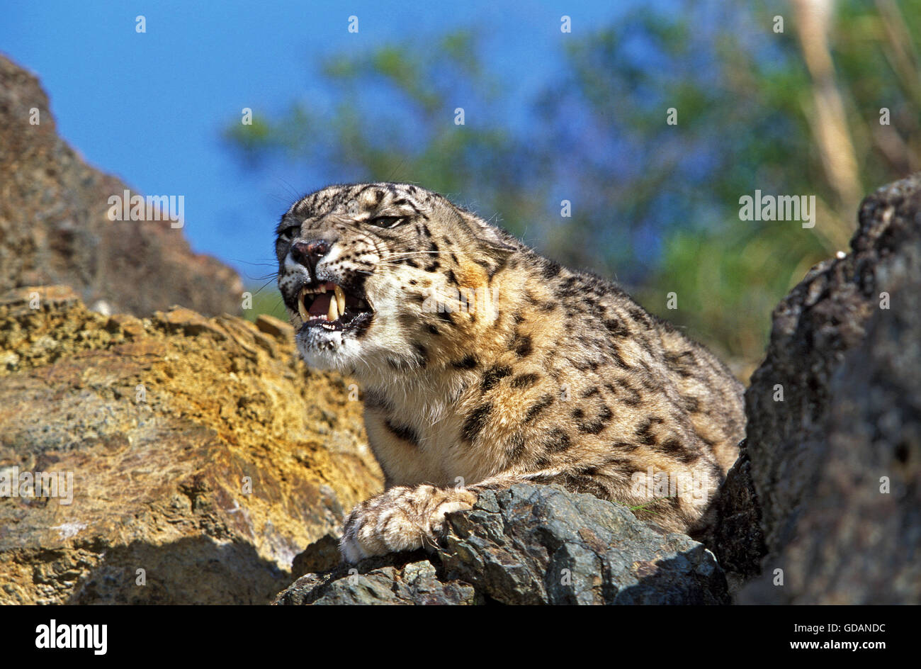 Snow Leopard or Ounce, uncia uncia, Snarling Stock Photo