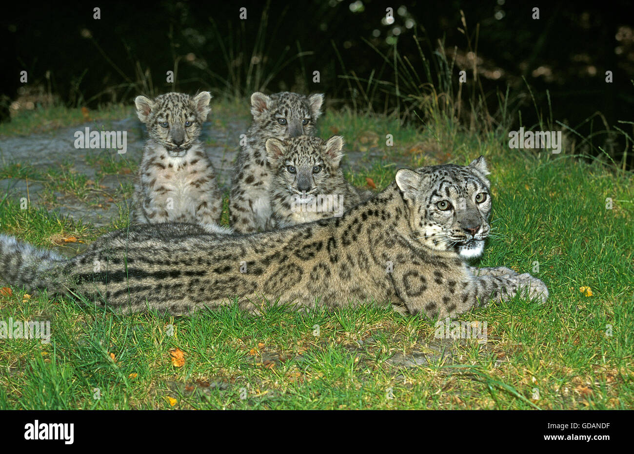 Snow Leopard or Ounce, uncia uncia, Female with Cub Laying on Grass Stock Photo