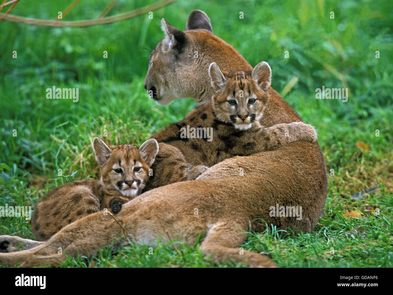 COUGAR puma concolor, MOTHER WITH CUBS Stock Photo