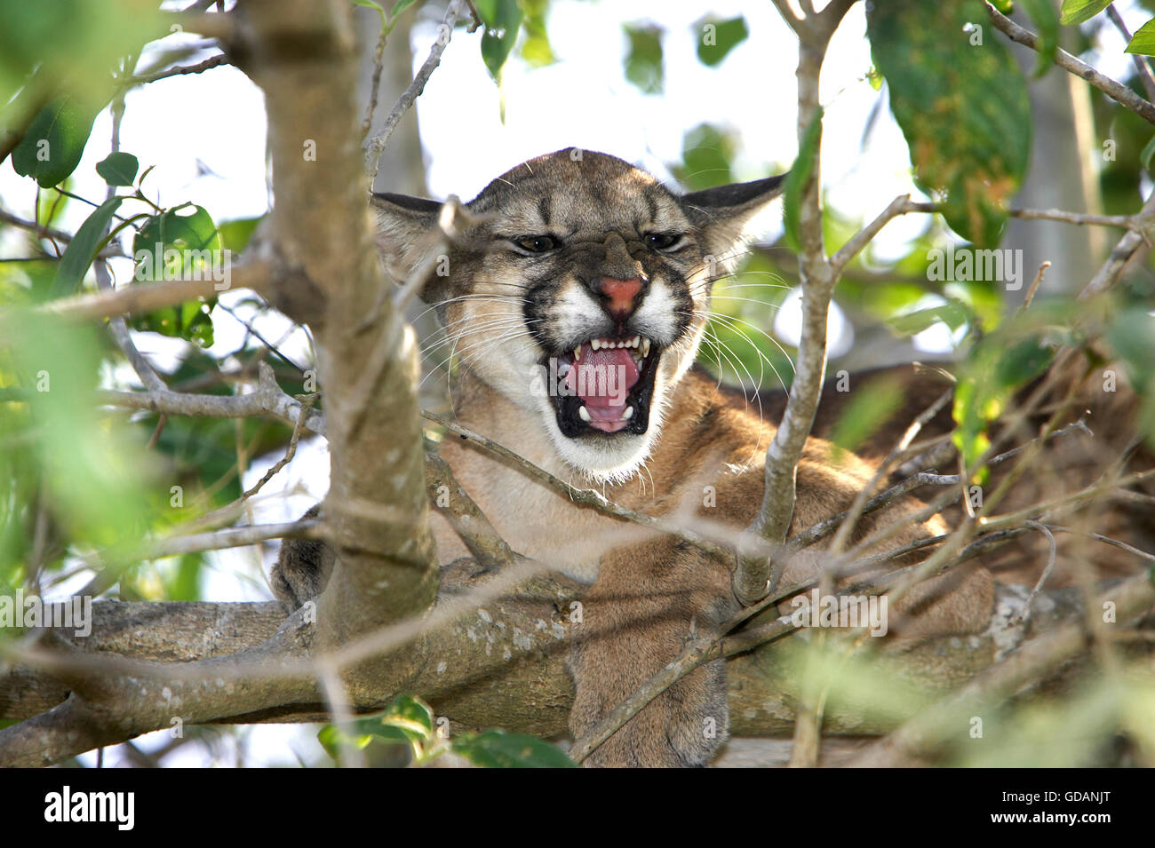 Cougar, puma concolor, Adult snarling, Perched in Tree, Los Lianos in  Venezuela Stock Photo - Alamy