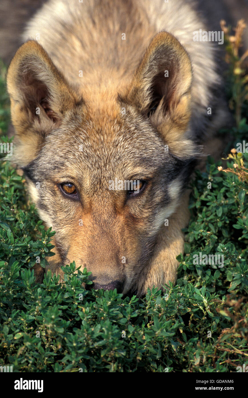 Wolf pup in grass hi-res stock photography and images - Alamy