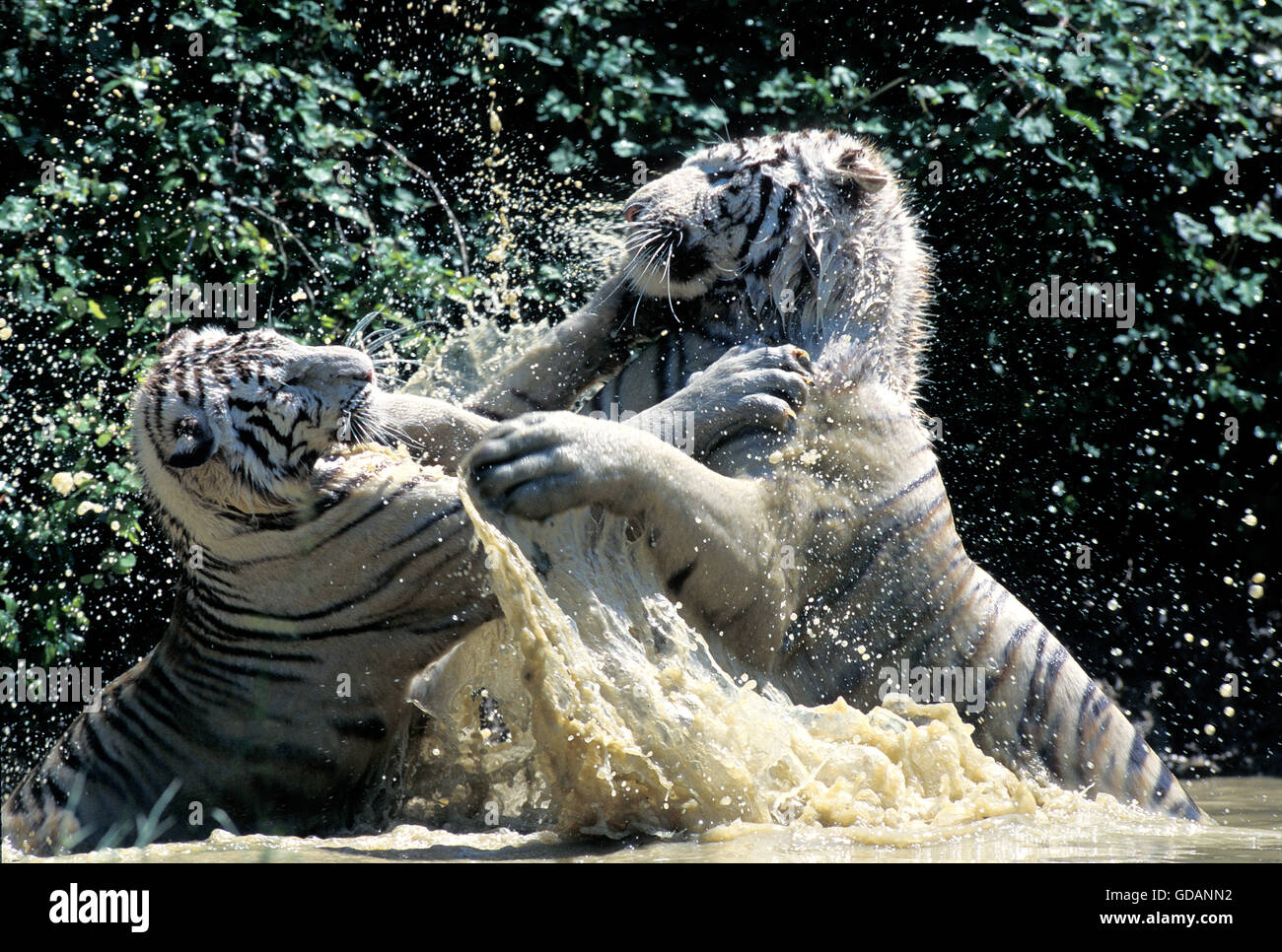 White Tigers Fighting
