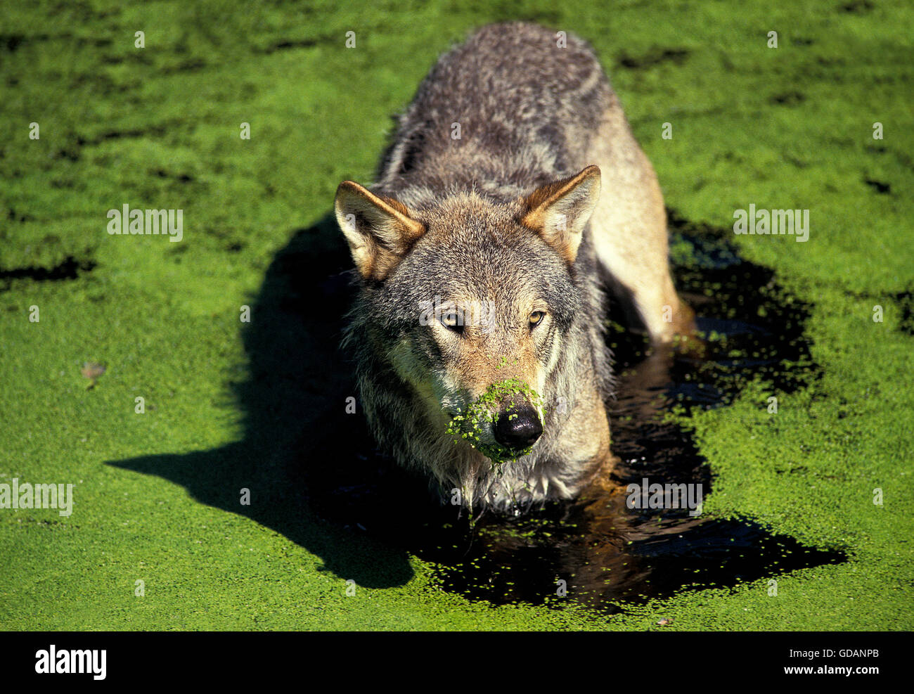 EUROPEAN WOLF canis lupus, ADULT IN WATER WITH DUCKWEEDS Stock Photo