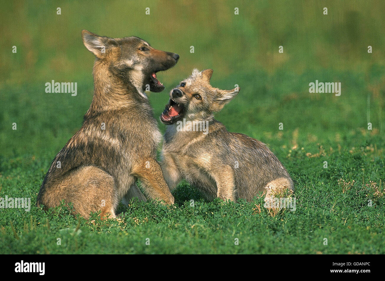 EUROPEAN WOLF canis lupus, PUP PLAYING Stock Photo