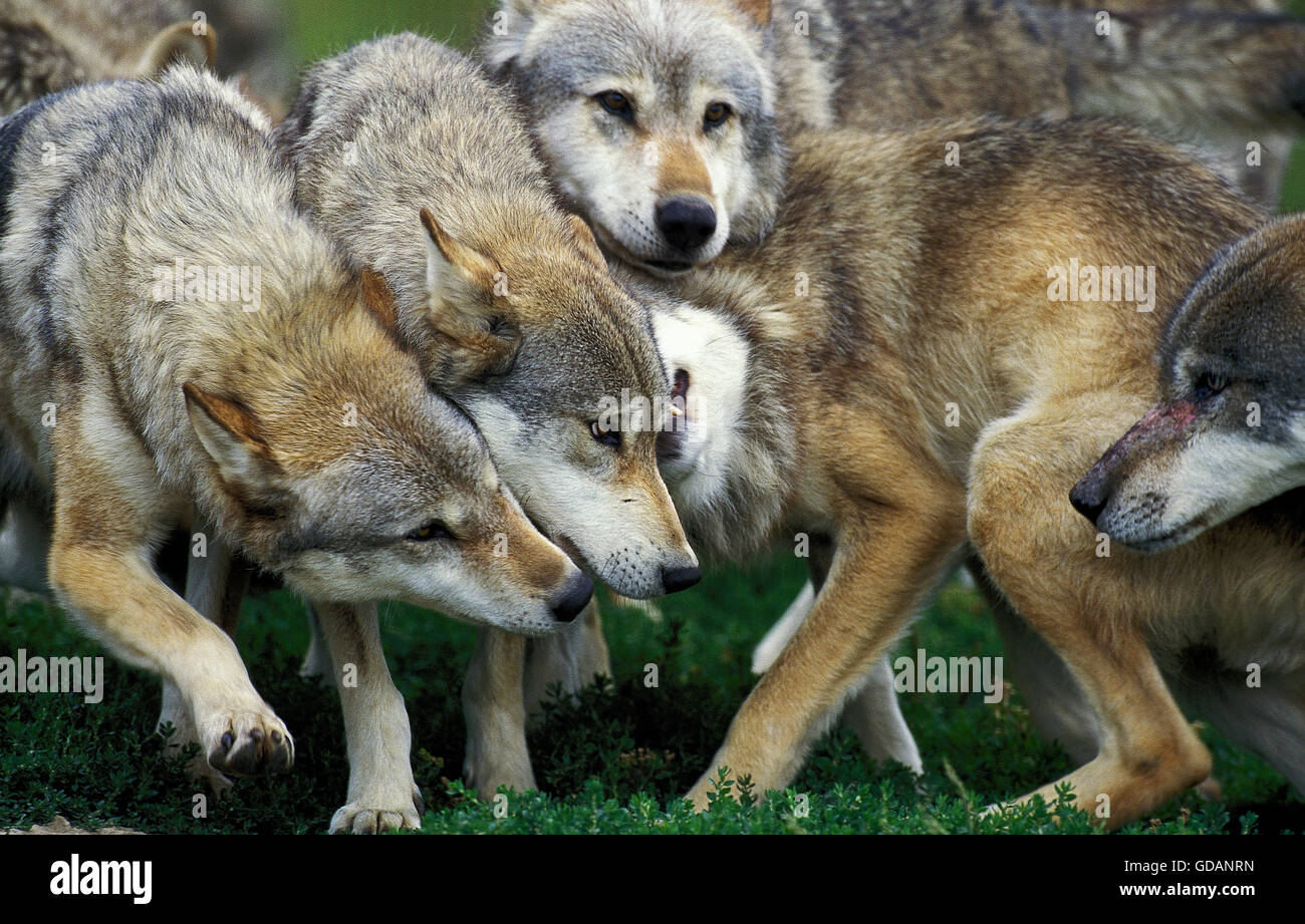 EUROPEAN WOLF canis lupus, GROUP SHOWING DOMINANCE AND SUBMISSION Stock Photo