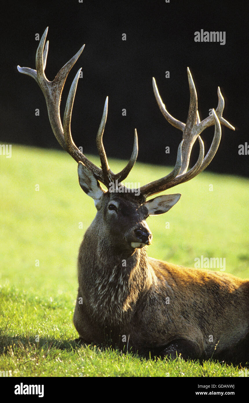 Red Deer, cervus elaphus, Stag Stock Photo