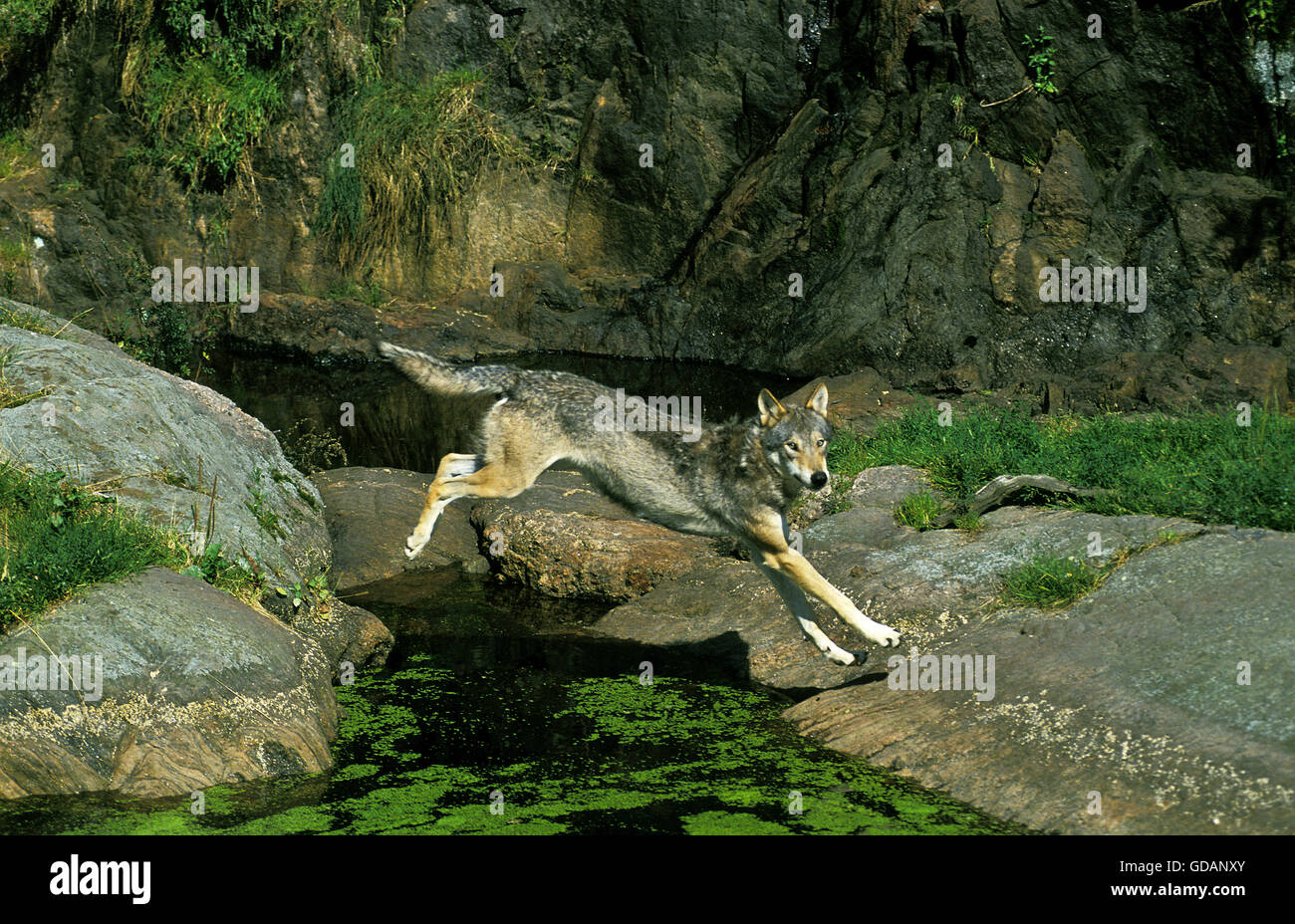 European Wolf, canis lupus, Adult Leaping over Water Stock Photo