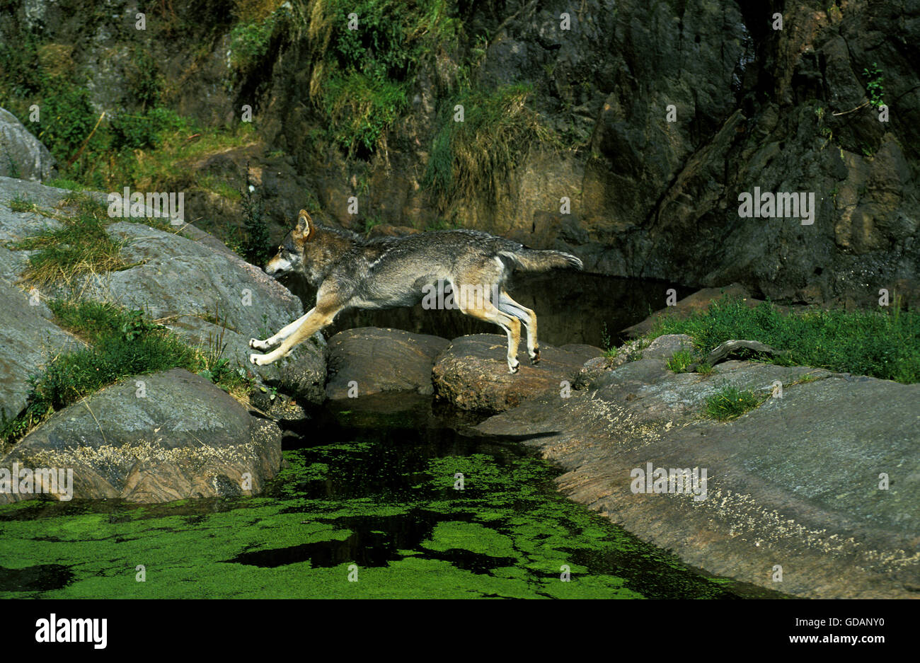 European Wolf, canis lupus, Adult Leaping above Water Stock Photo