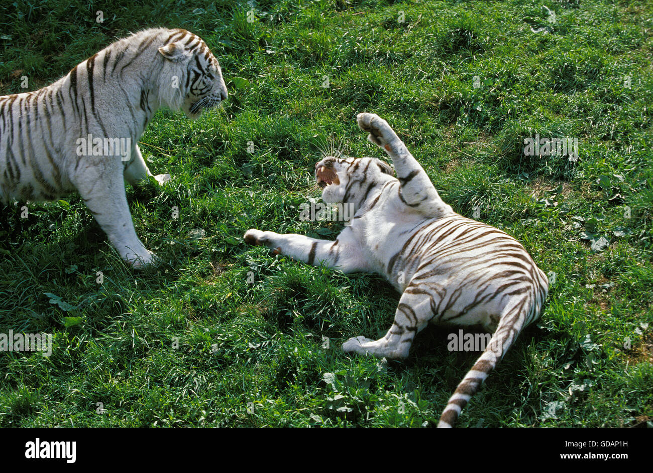 WHITE TIGER panthera tigris, COUPLE IN AGGRESSIVE POSTURE Stock Photo