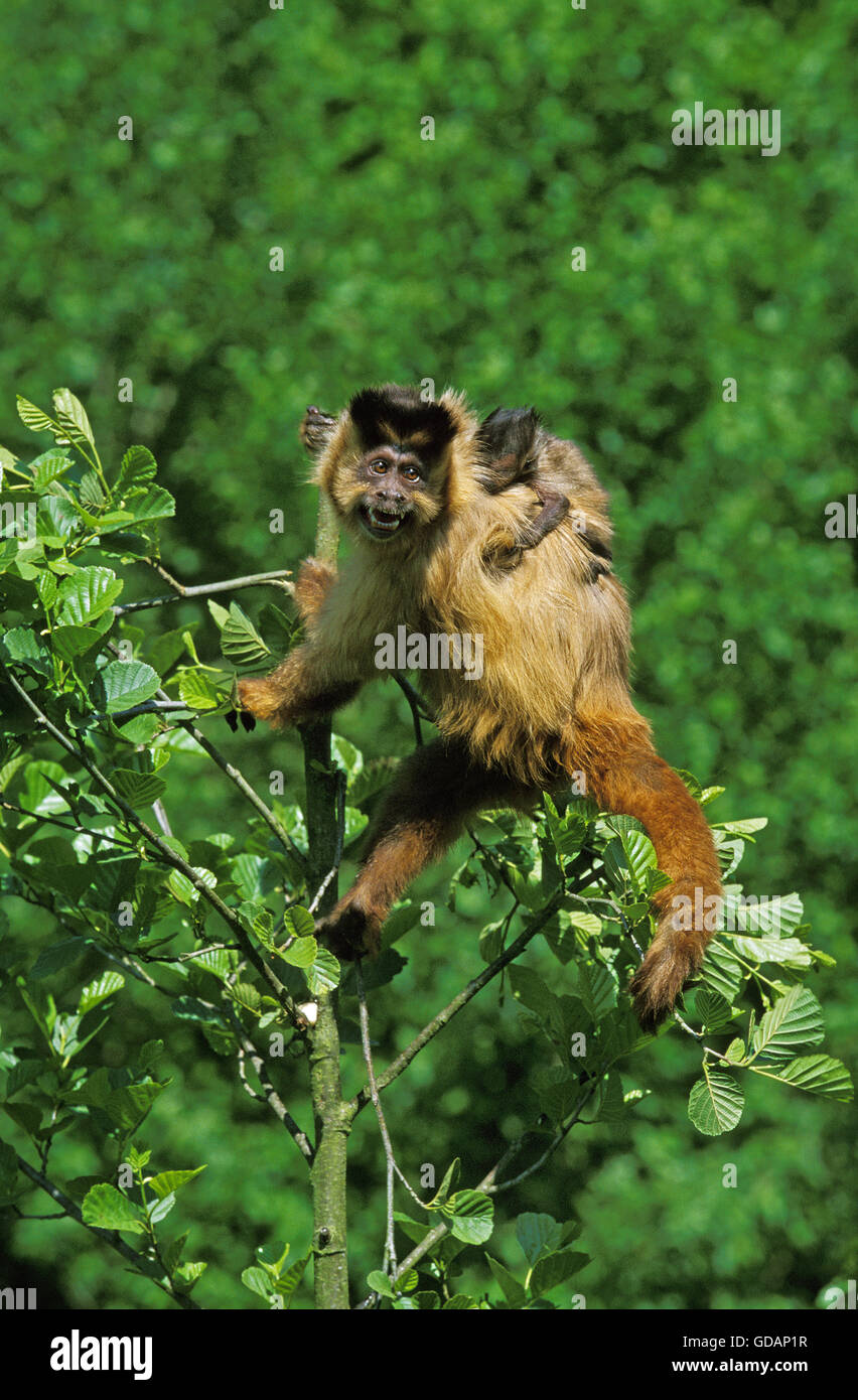 Baby black hotsell cap capuchins