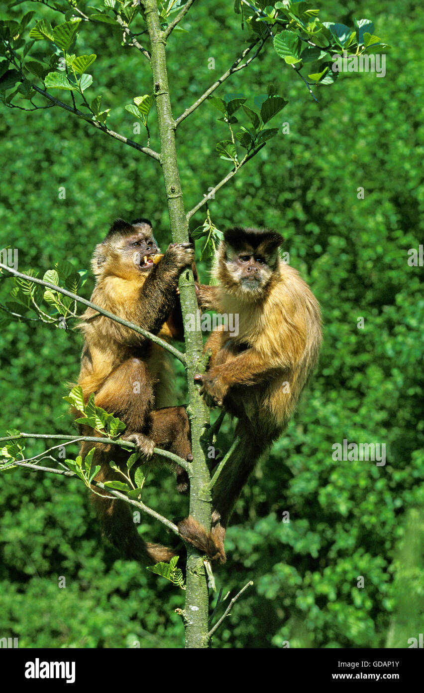 Black Capped Capuchin, cebus apella, Pair hanging from Tree Trunk Stock Photo