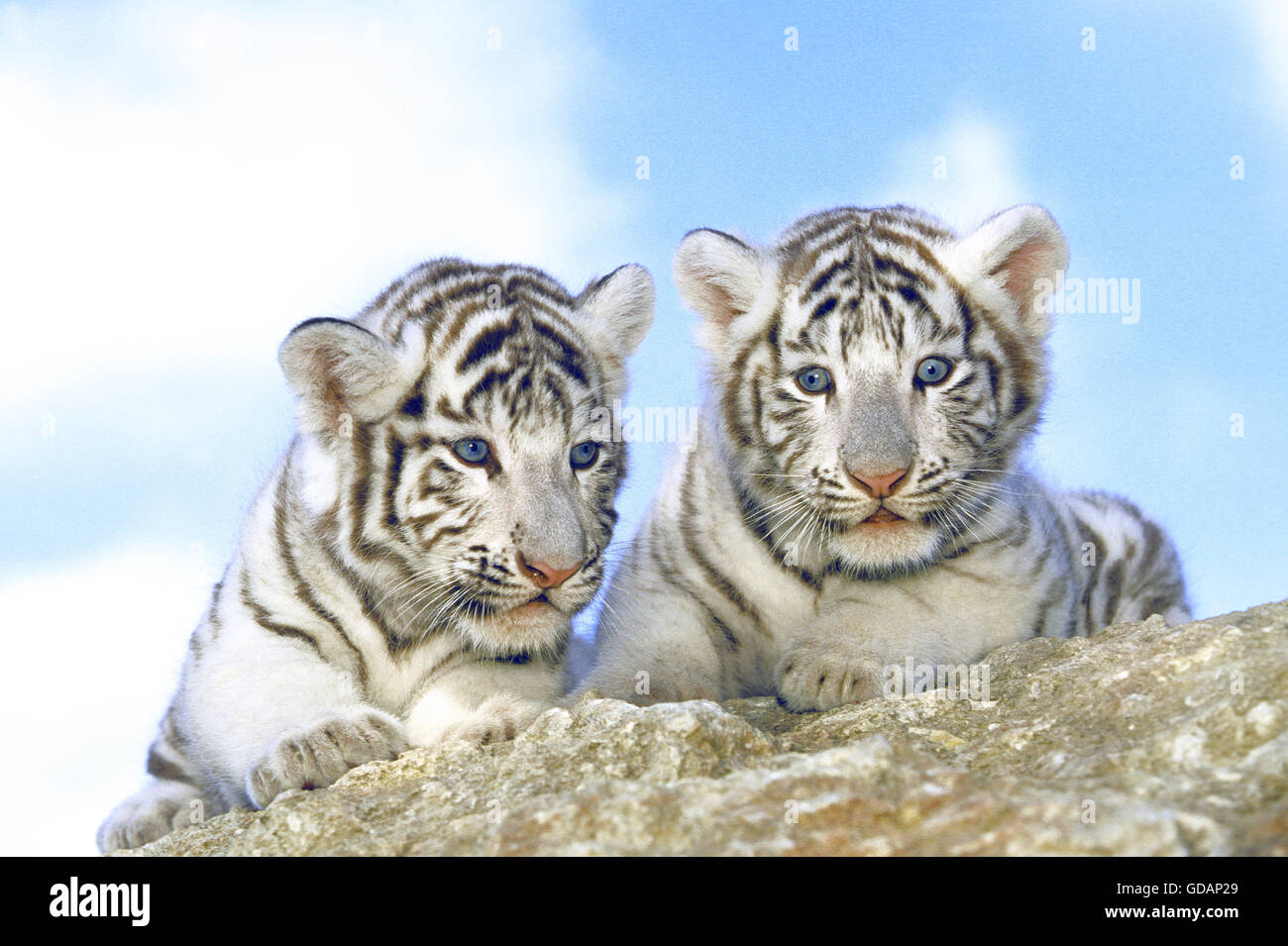 White Tiger, panthera tigris, Cub Stock Photo