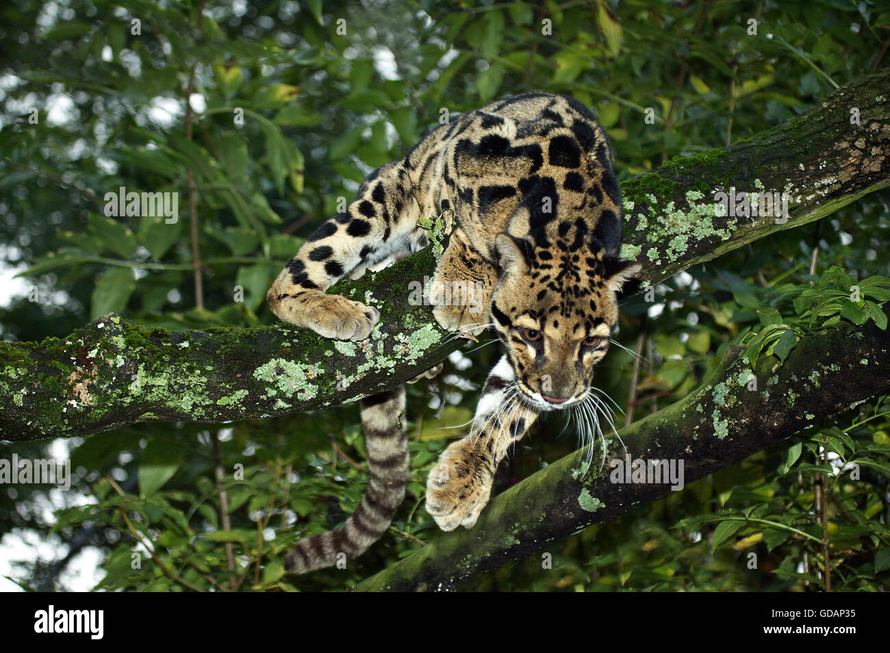 Clouded Leopard, neofelis nebulosa, Adult in Tree Stock Photo