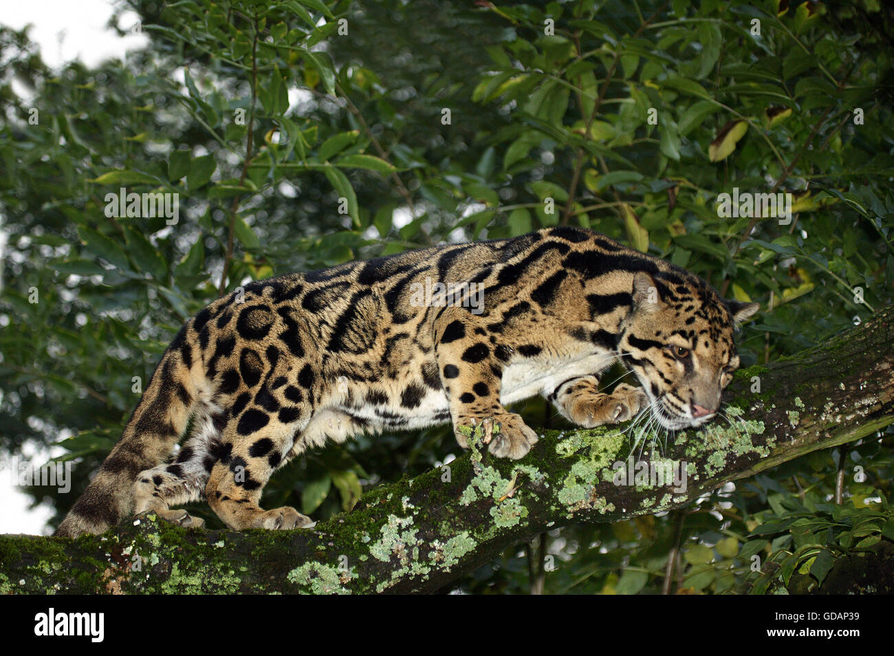 Clouded Leopard, neofelis nebulosa, Adult in Tree Stock Photo