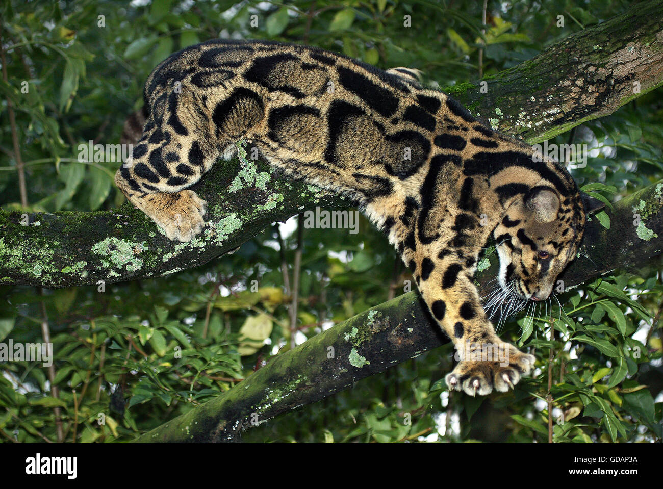 CLOUDED LEOPARD neofelis nebulosa, ADULT IN TREE Stock Photo