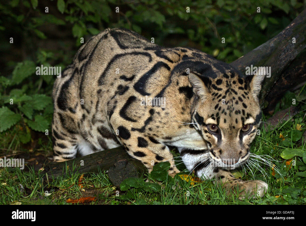 Clouded Leopard, neofelis nebulosa, Adult in Ground Stock Photo