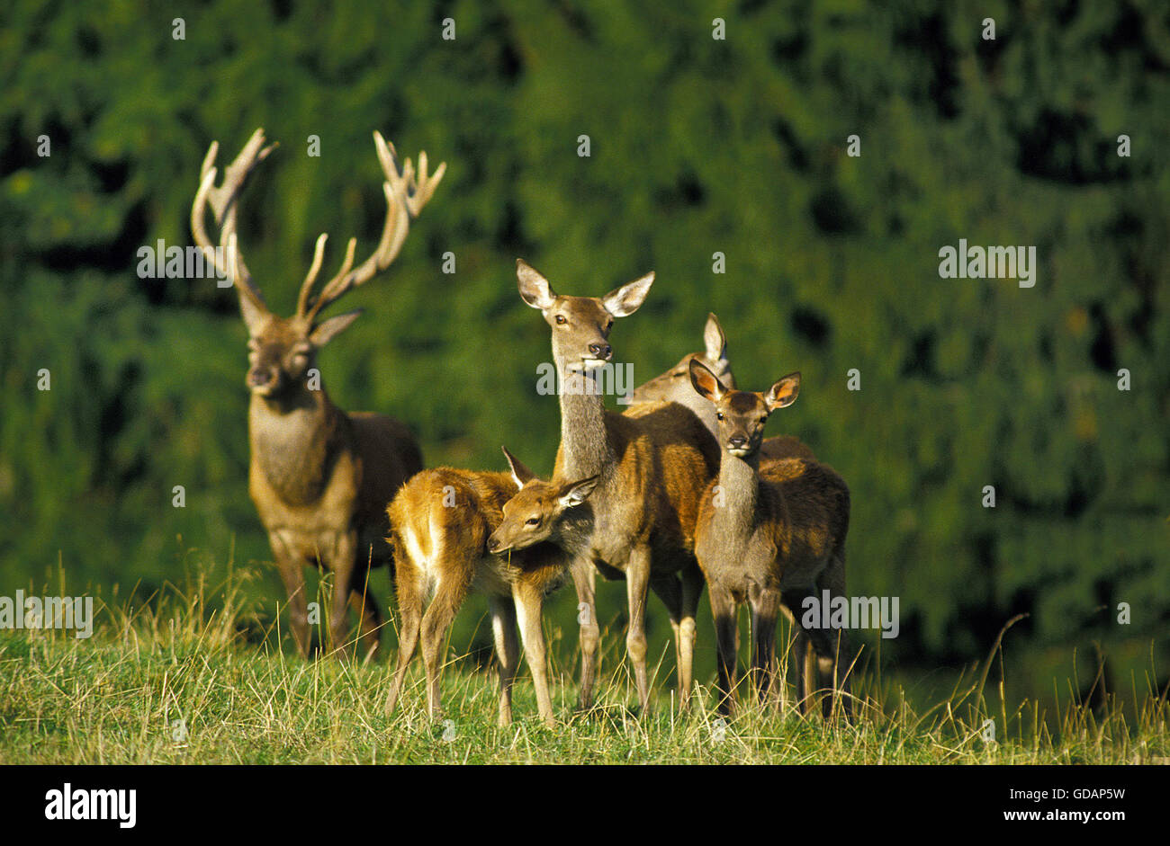 Red Deer, cervus elaphus, Male with Females Stock Photo