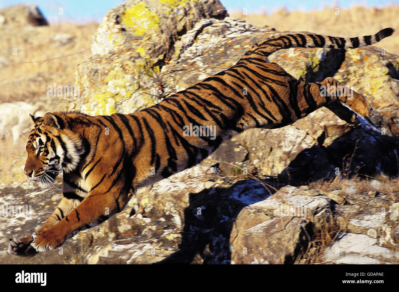 BENGAL TIGER panthera tigris tigris, ADULT LEAPING FROM ROCK Stock Photo