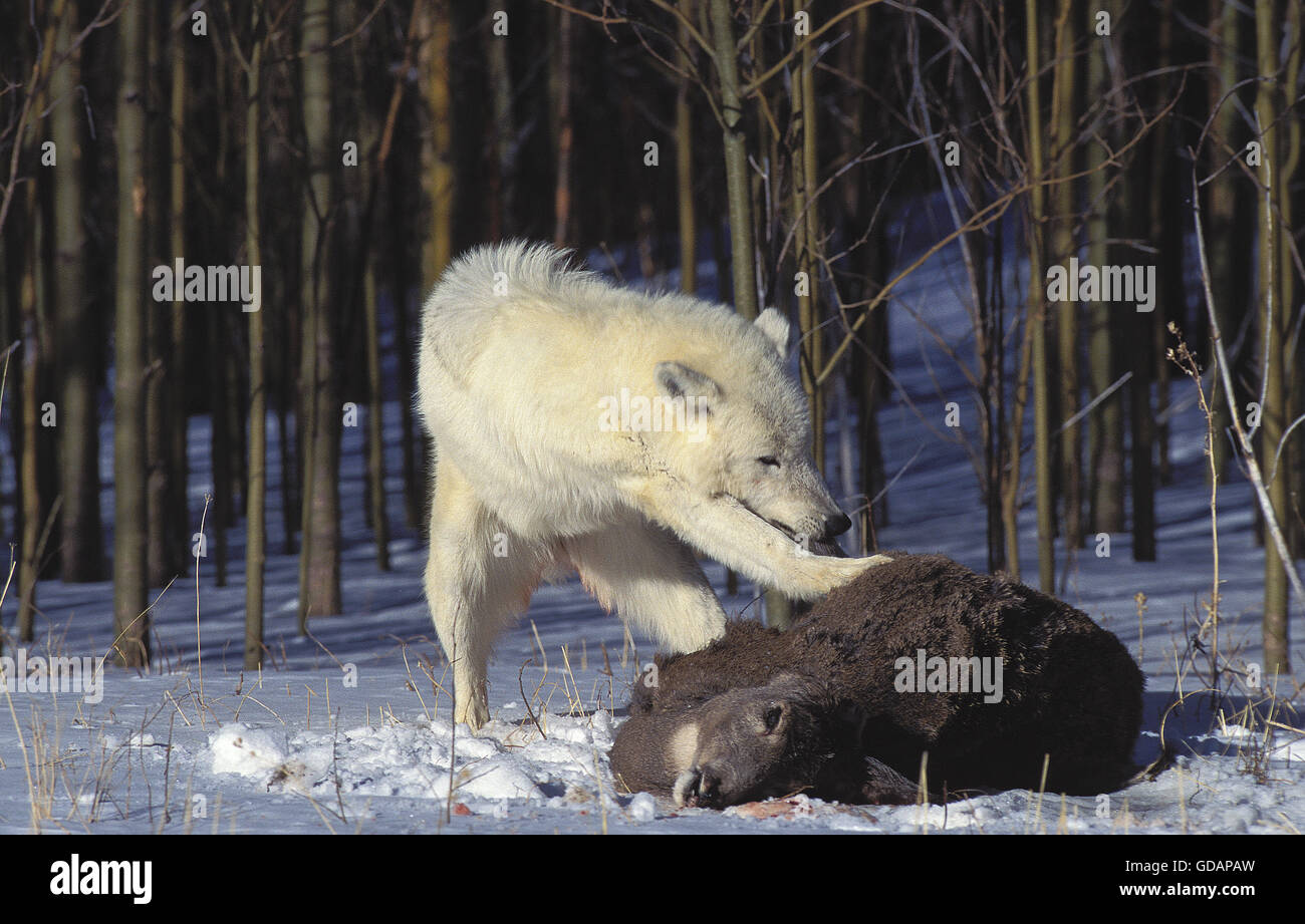 Arctic Wolf, canis lupus tundrarum, Adult with a Kill, a Wapiti Female, Alaska Stock Photo