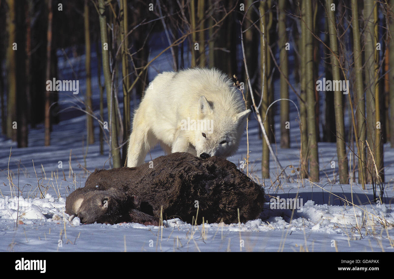 Arctic Wolf, canis lupus tundrarum, Adult with a Kill, a Wapiti Female, Alaska Stock Photo